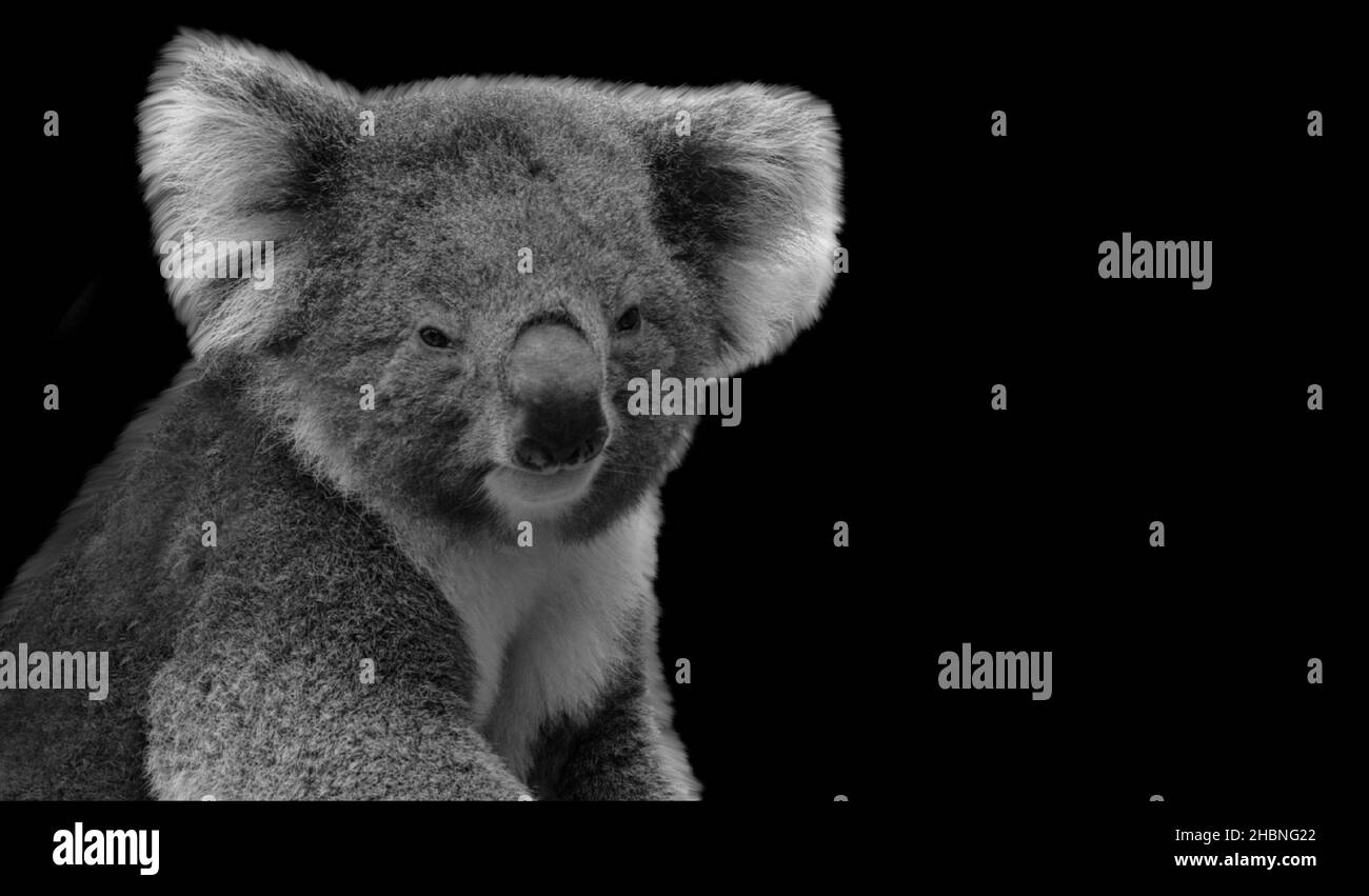 Molto carino Koala seduta sullo sfondo nero Foto Stock