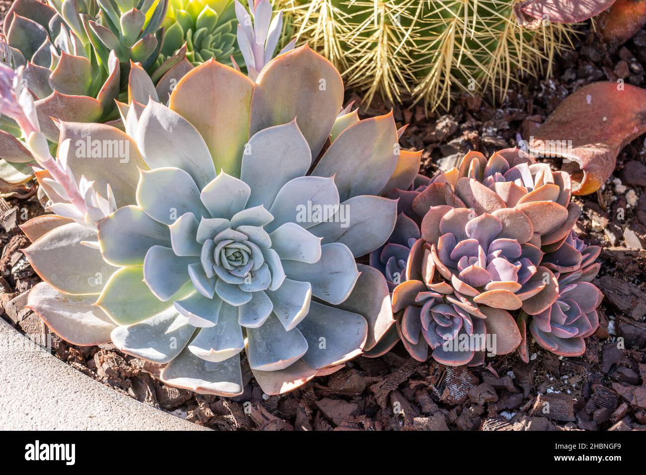 Vari colori di Echeveria piante succulente in una pentola al sole Foto Stock