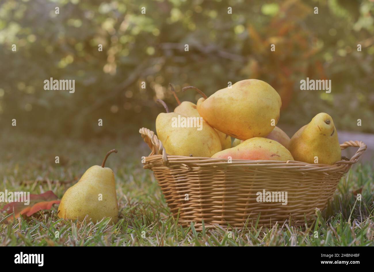 Pere nel cestino di vimini all'aperto in autunno Foto Stock