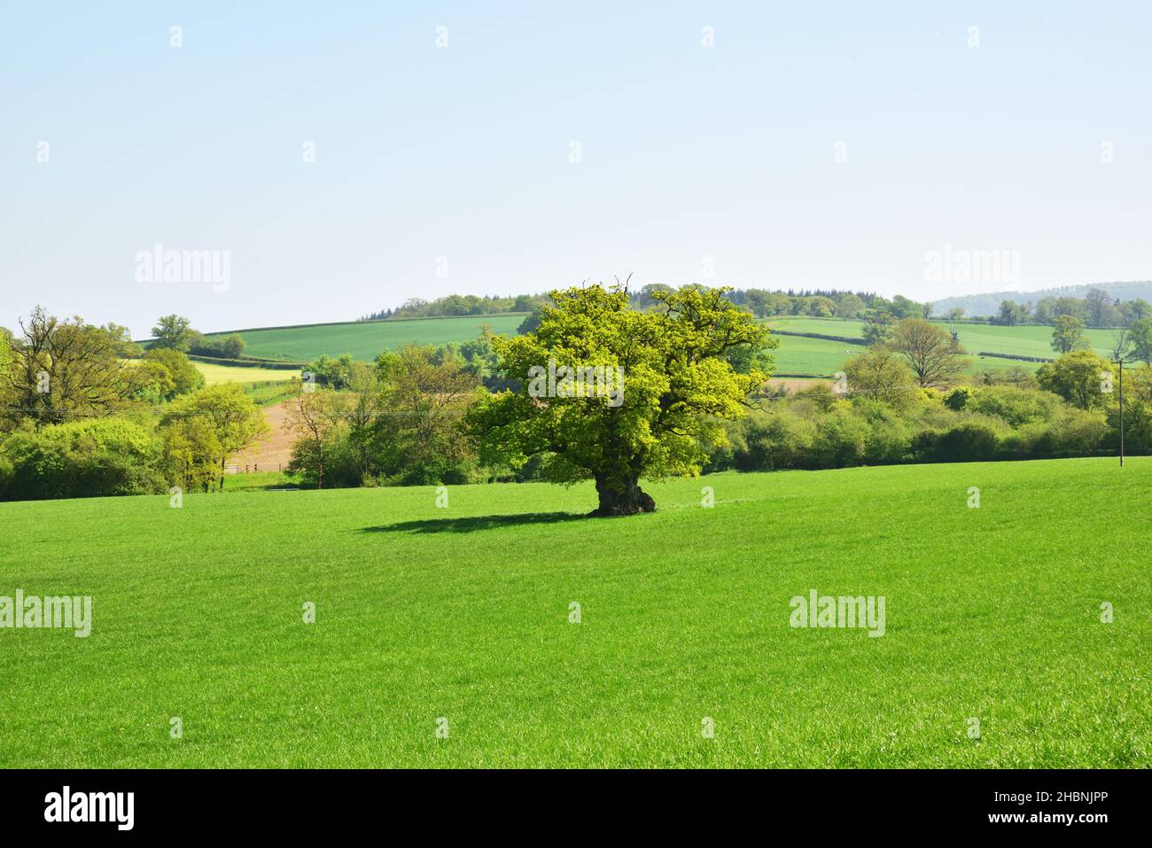 Dorset campagna vicino Sturminster Newton, Dorset Foto Stock