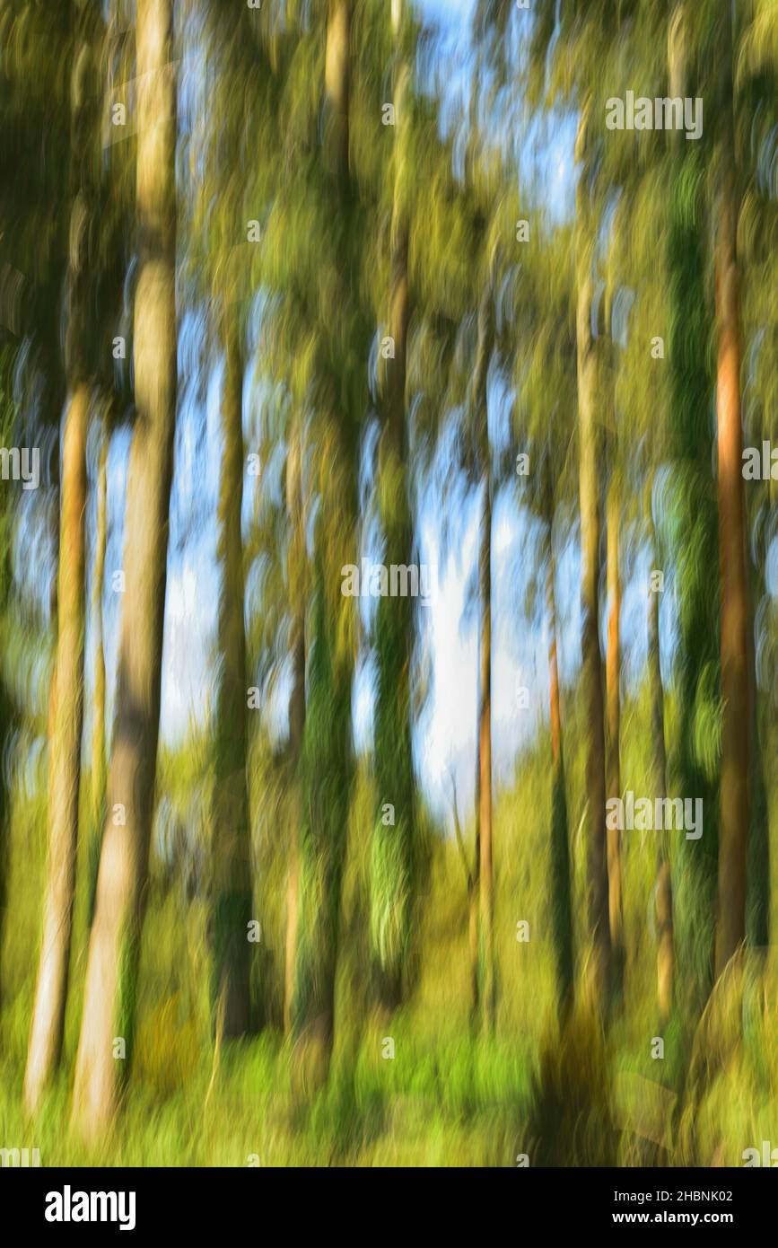 Immagine sfocata di alberi nel bosco vicino a Sturminster Newton, Dorset Foto Stock