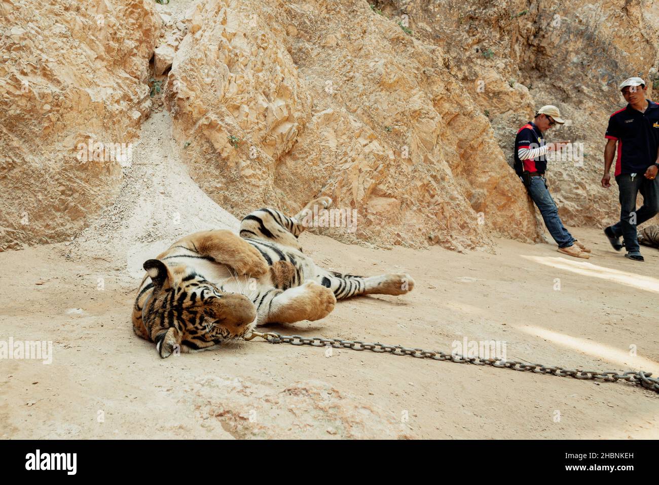 KANCHANABURI, THAILANDIA, 23 APRILE 2016: Tiger su catena rotolare sul terreno Foto Stock