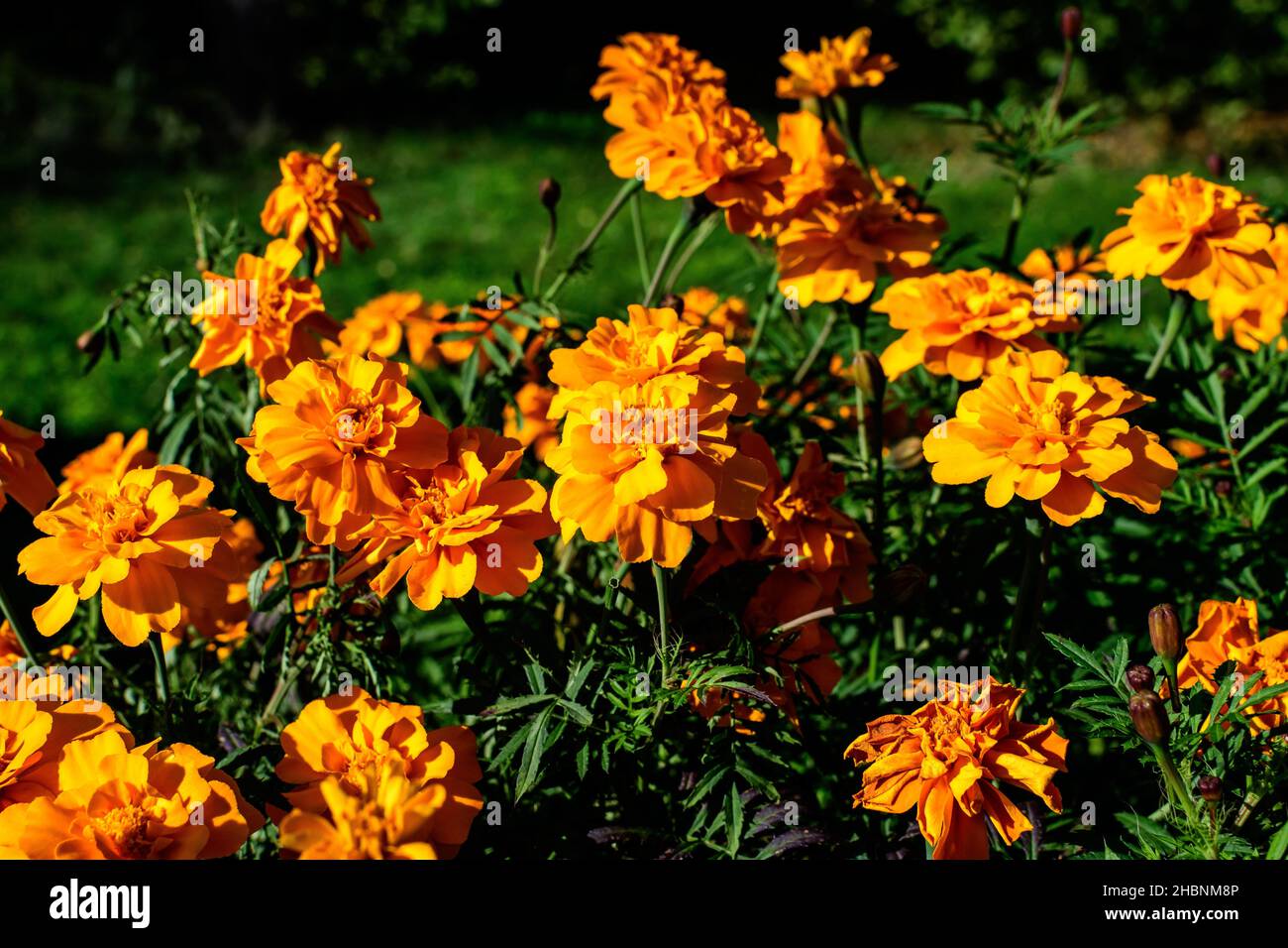 Grande gruppo di tageti arancioni o fiori di marigold africani in un giardino in un giardino estivo soleggiato, sfondo floreale testurizzato fotografato con morbido fo Foto Stock