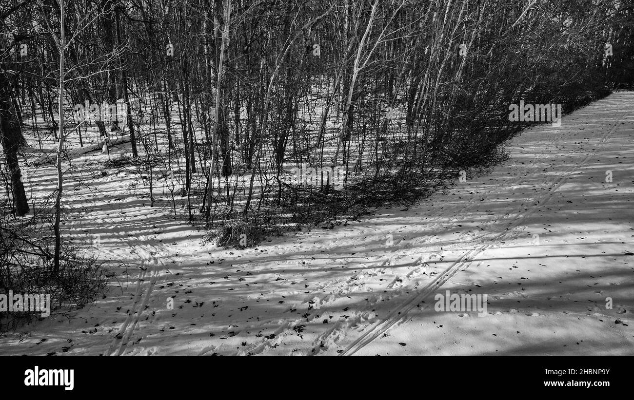 Tracce in bianco e nero nella foresta Foto Stock