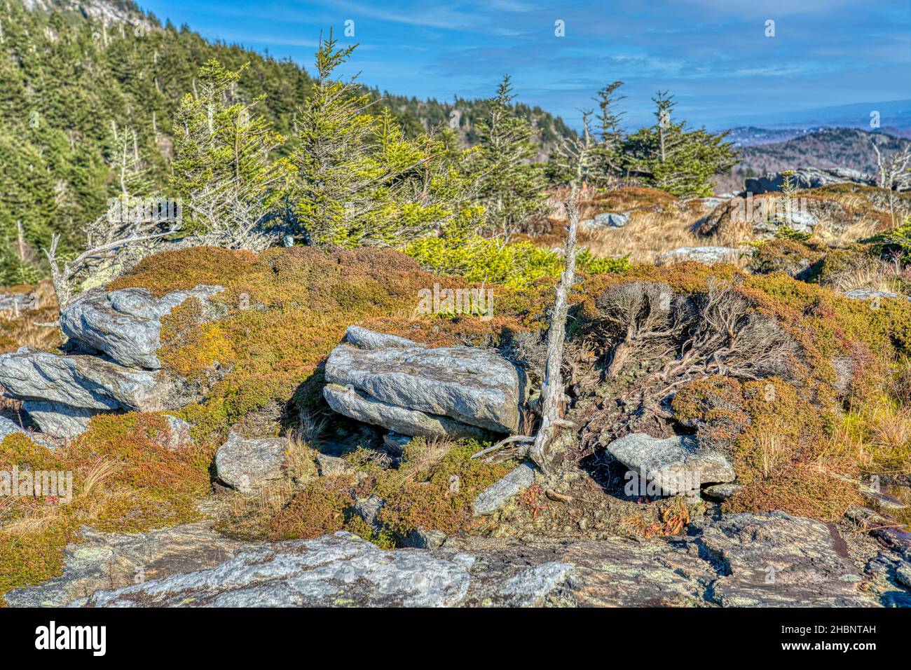 Rocce e alberi spazzati dal vento sulla cima della Grandfather Mountain nelle Blue Ridge Mountains del North Carolina. Foto Stock