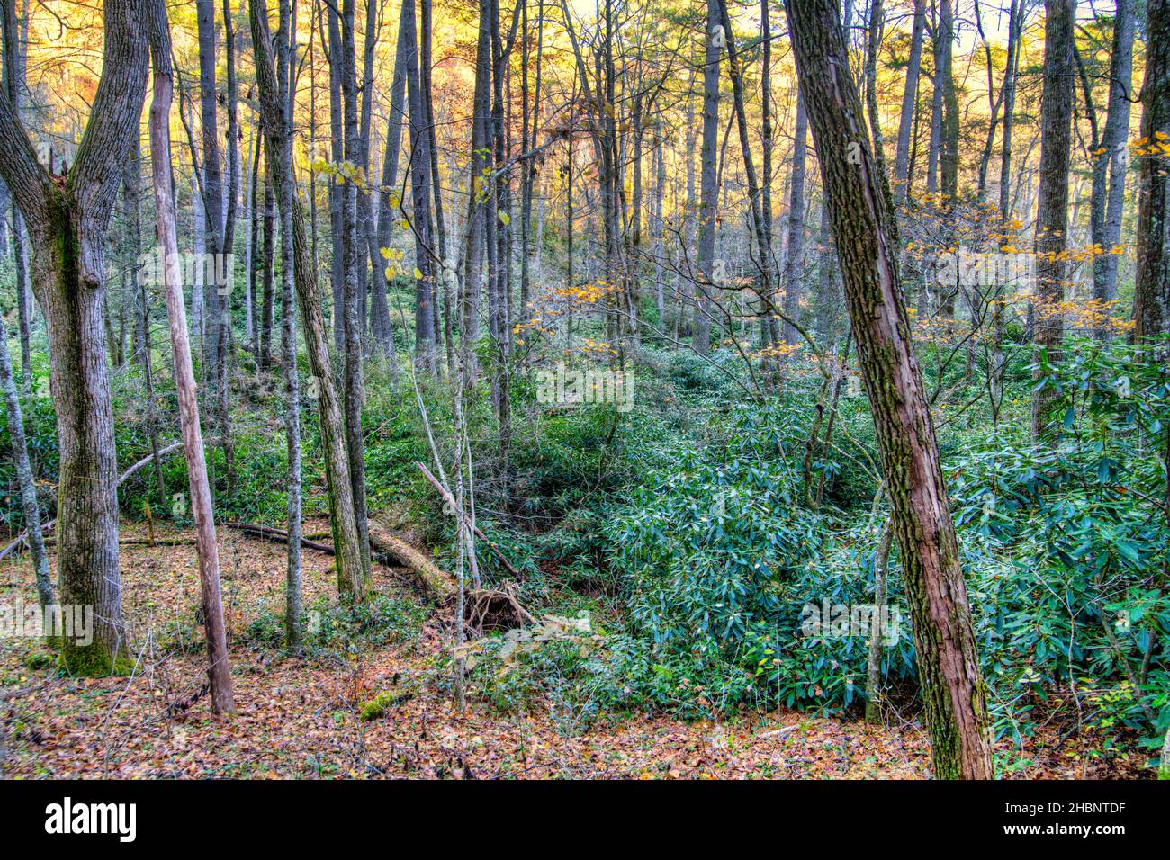 La foresta sul sentiero presso il centro visitatori di Linville Falls sulla Blue Ridge Parkway nel North Carolina. Foto Stock