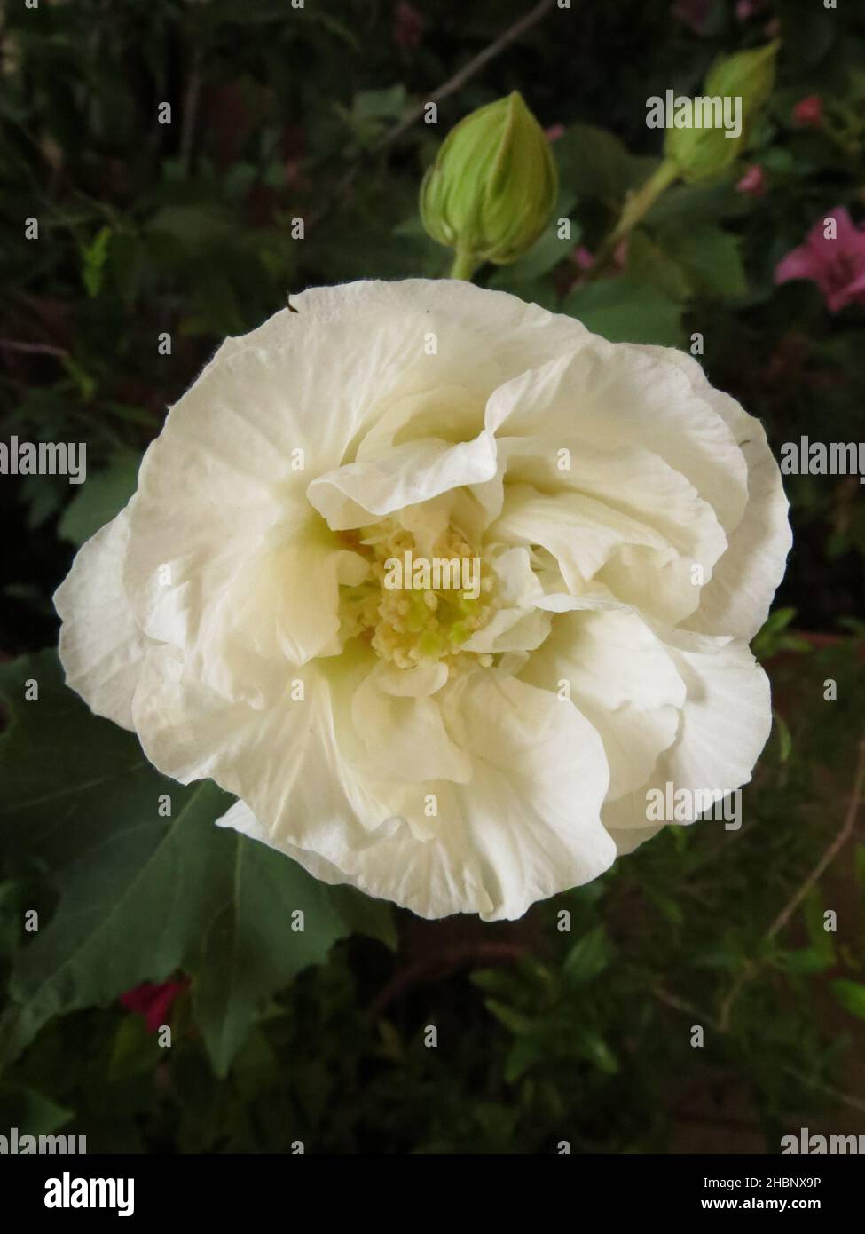 Un primo piano di una rosa bianca fiorente di york fiore Foto Stock
