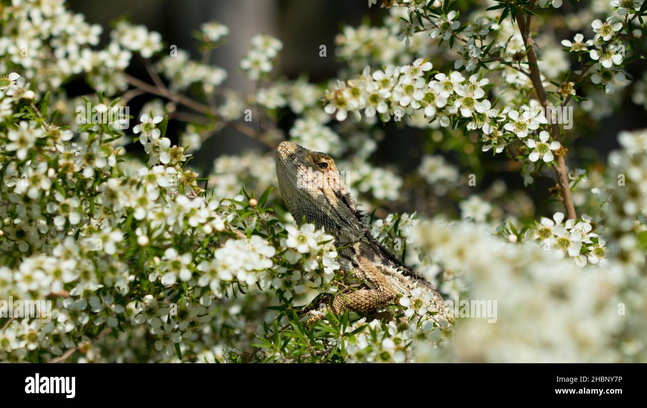 Australian Bearded Dragon in Lemon profumato Tea Tree Bundaberg QLD Australia Foto Stock
