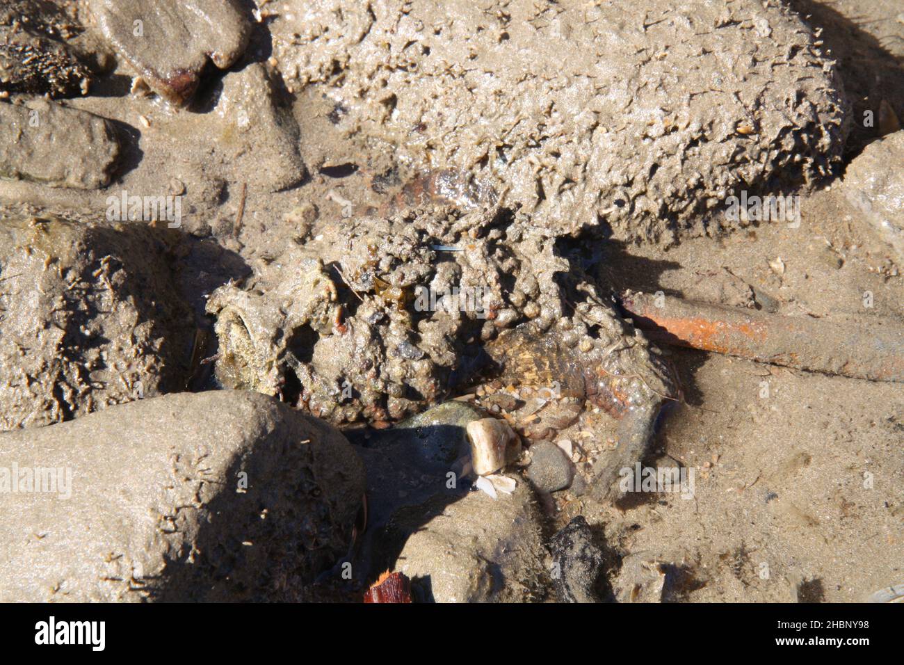 Australian Venomous Stonefish Ugly Nascosto pericoloso Queensland Foto Stock
