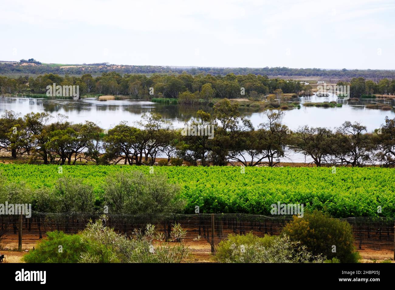 Azienda vinicola Banrock Station e zone umide nella regione Riverland dell'Australia Meridionale Foto Stock