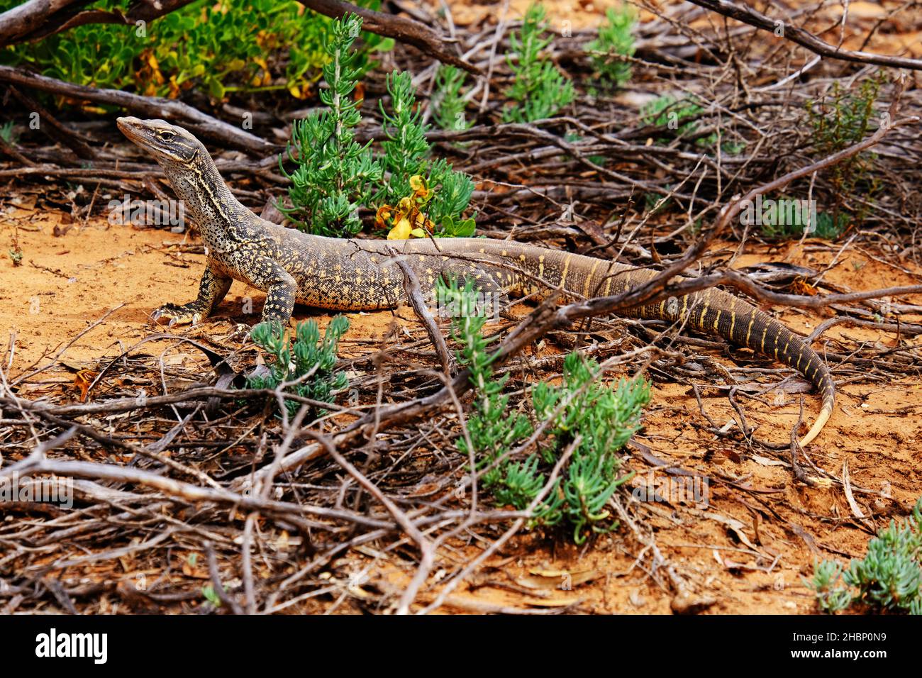 Un Sand Goanna alla stazione di Banrock nella regione di Riverland dell'Australia Meridionale Foto Stock