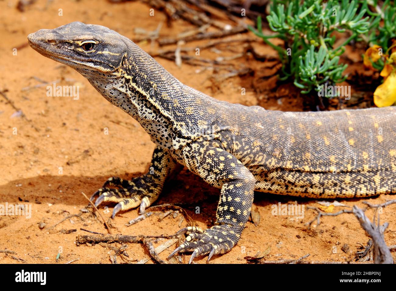 Un Sand Goanna alla stazione di Banrock nella regione di Riverland dell'Australia Meridionale Foto Stock