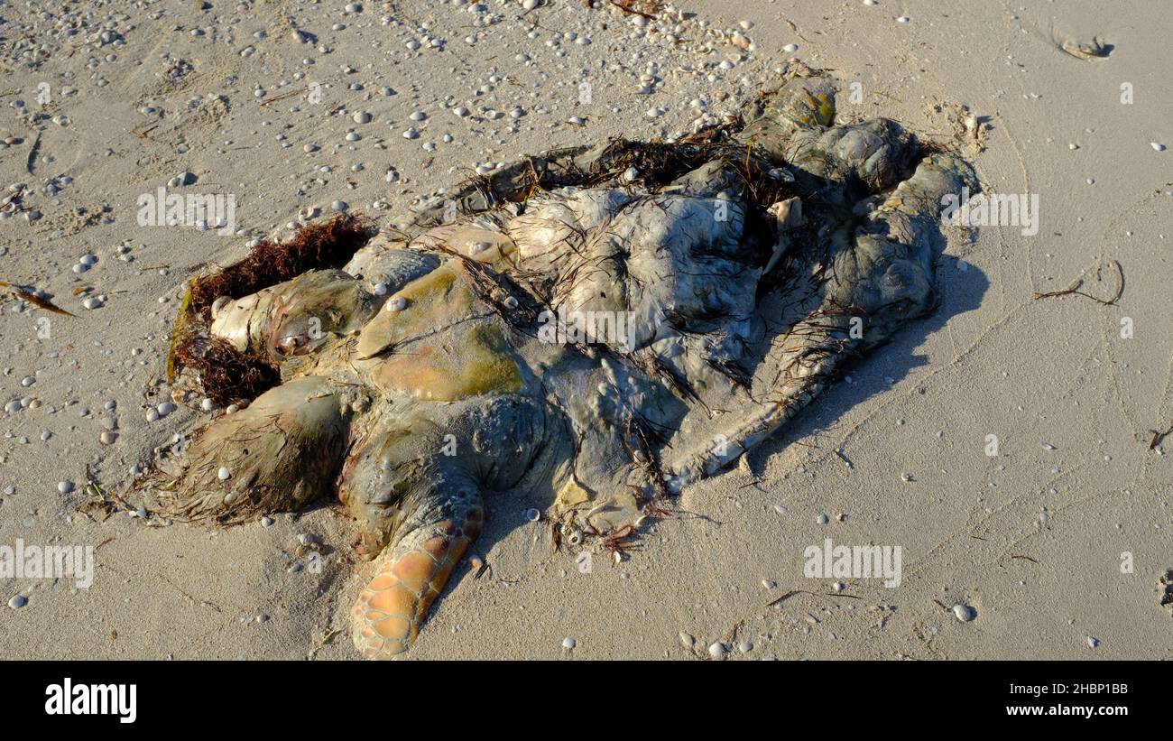 Tartaruga morta sulla spiaggia, Yucatan, Messico Foto Stock