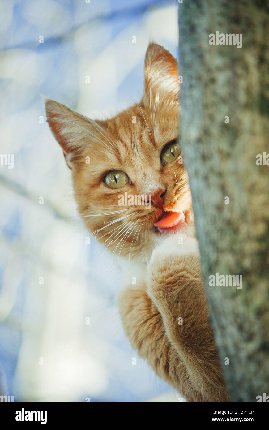 Bellissimo gatto rosso con occhi gialli Foto Stock