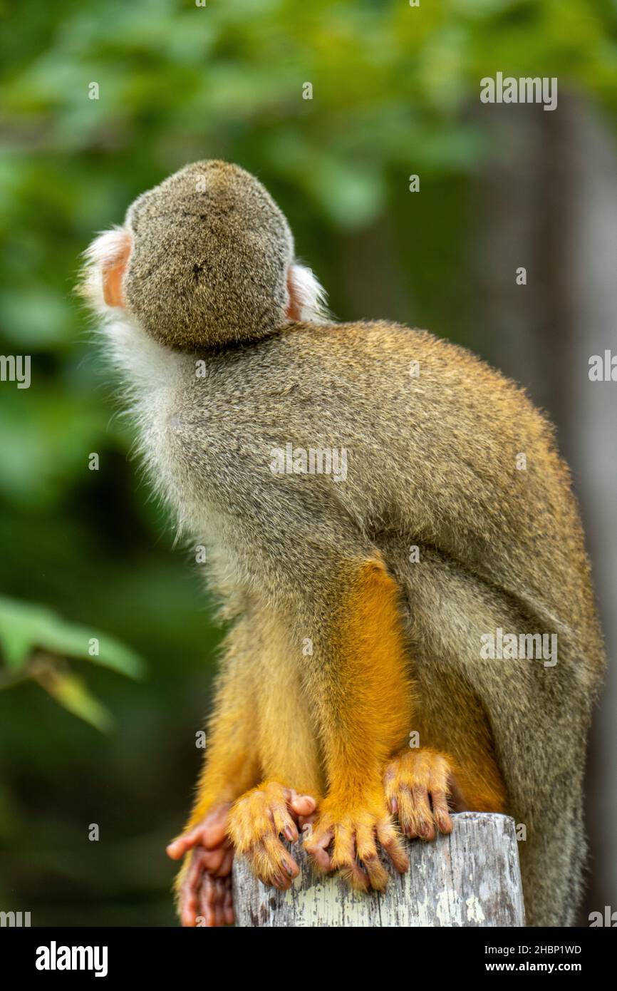 Scimmia scoiattolo (saimiri sciureus) nel fiume Tapajos, Amazzonia Rainforest, Brasile Foto Stock