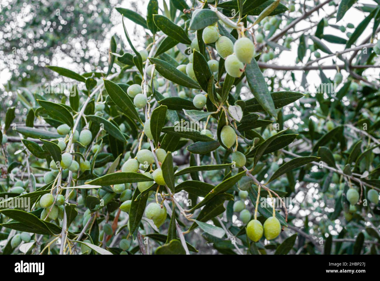 Olive verdi su un albero di olivo ramo Foto Stock