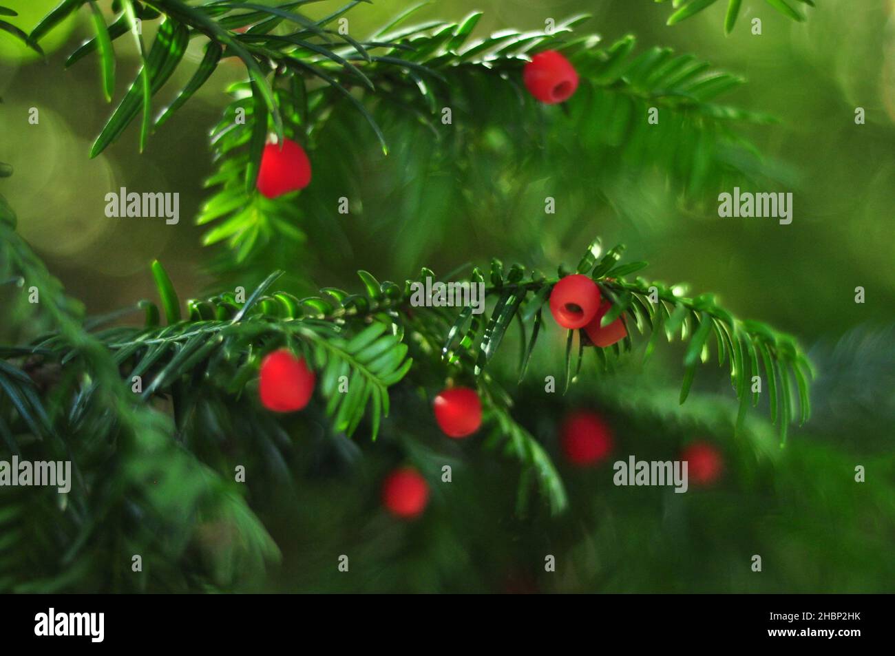 Bacche di Yew - uno degli alberi più antichi nel mondo Foto Stock
