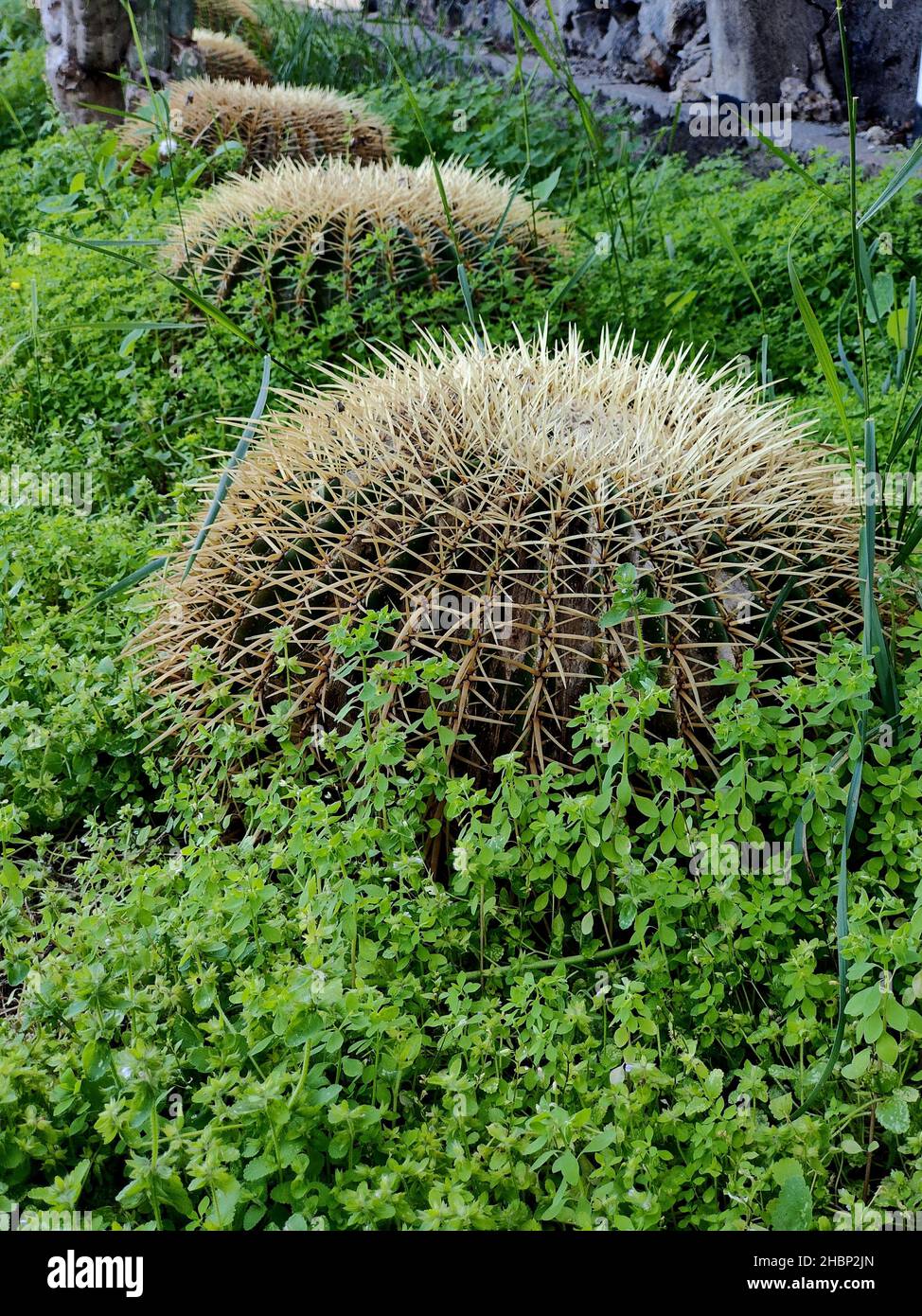 Cactus allineato nel giardino di strada Foto Stock