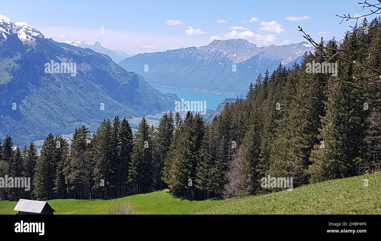 Una vista ipnotica di alberi di pelliccia e montagne innevate con un cielo blu a Sarnen, Svizzera Foto Stock
