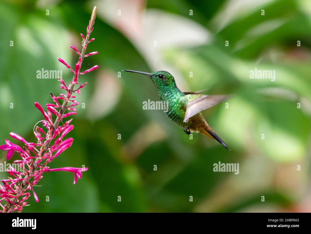 Un colibrì verde scintillante, rombo di rame, tobaci Amazilia, in volo che si nutrono di un fiore viola in un giardino. Foto Stock