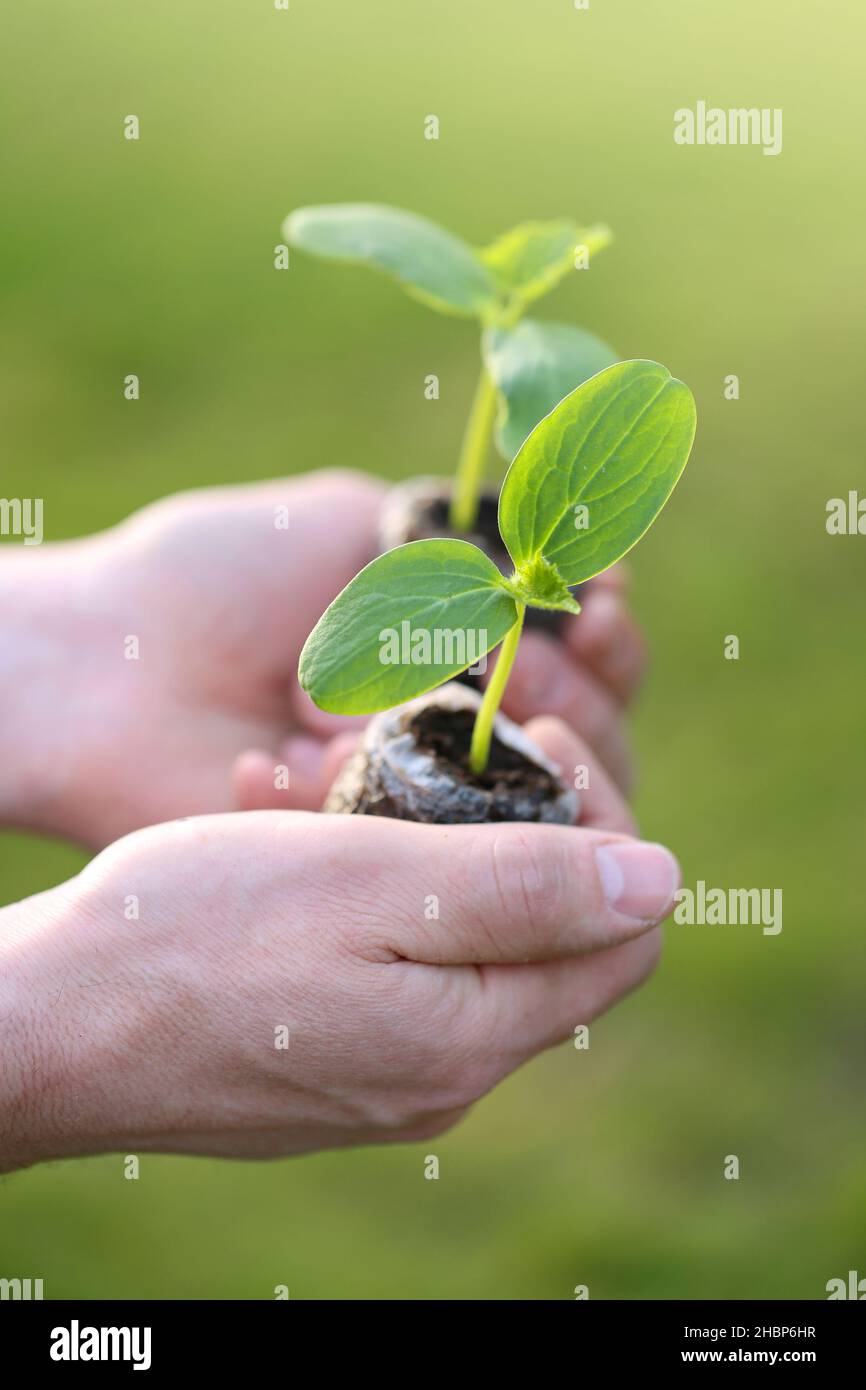 Giovani pianta in mano in una primavera Garden. Giovani pianta e piantando. Lavoro di primavera nel giardino. Primavera piantare culturation.Growing ortaggi biologici nel Foto Stock