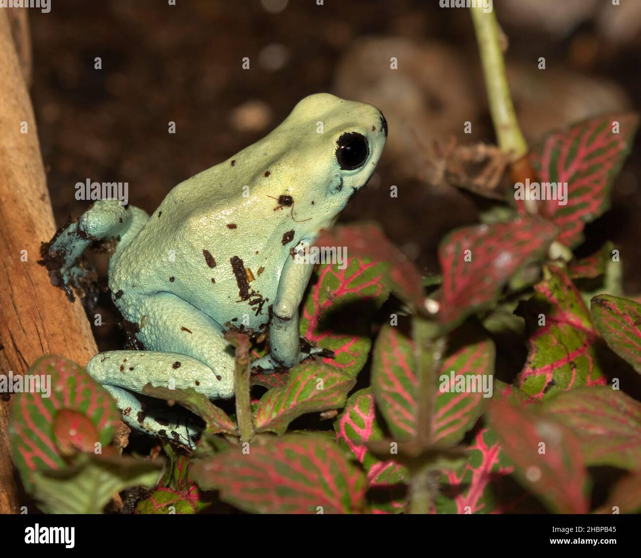 Tintura veleno freccette rana closeup Foto Stock
