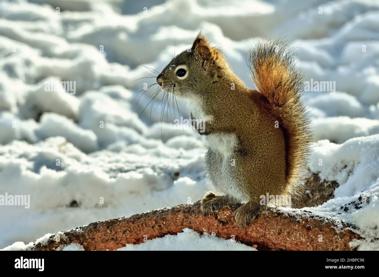 Uno scoiattolo rosso selvatico 'Tamiasciurus hudsonicus', in piedi su una radice di abete rosso nel suo habitat nella rurale Alberta Canada Foto Stock