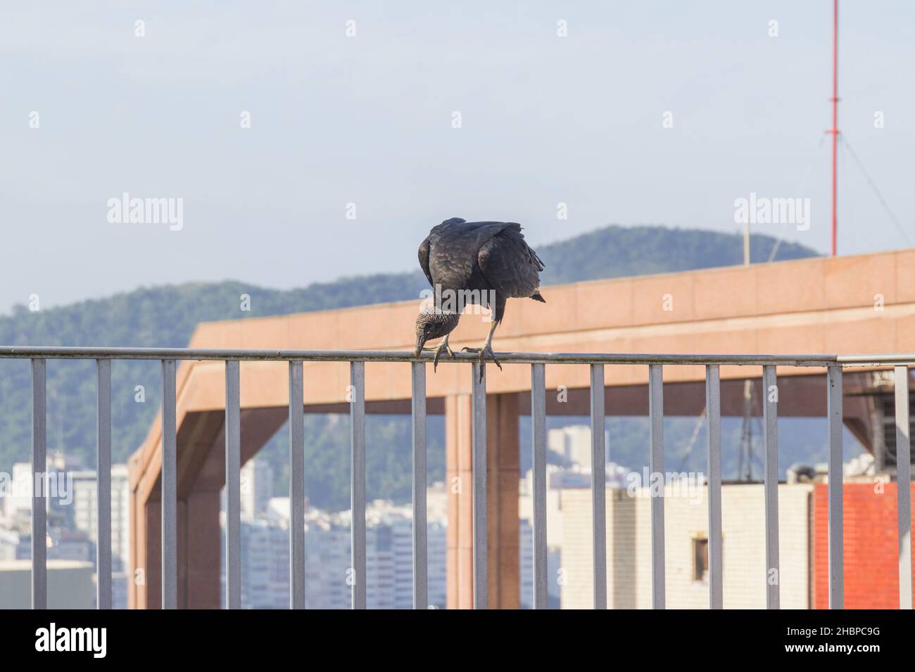 Avvoltoio con testa nera Coragyps atratus sulla cima di un edificio a Rio de Janeiro, Brasile. Foto Stock