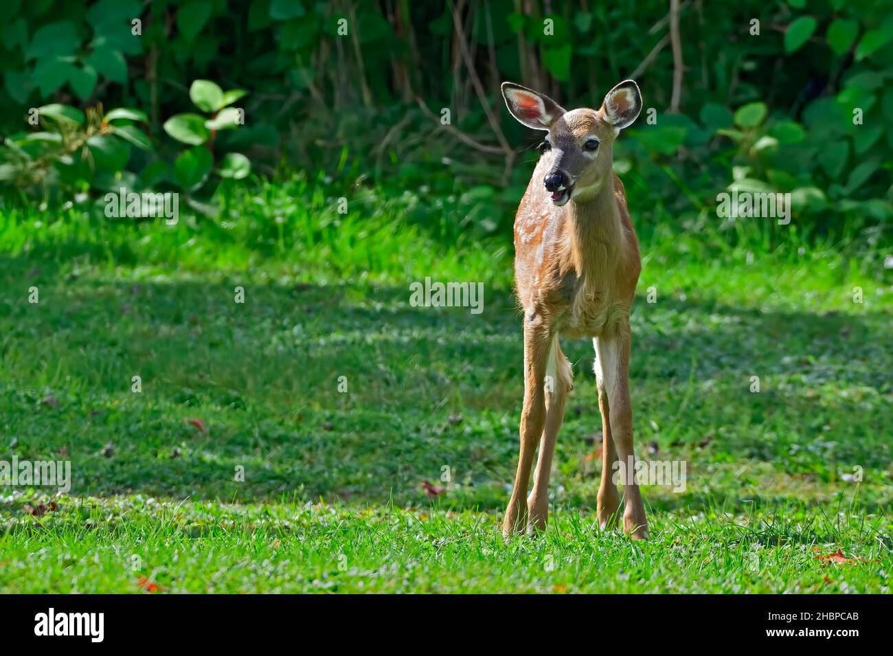 Un cervo di razza bianca 'Odocoileus virginianus', in piedi e nutrendo l'erba verde in un prato rurale in Alberta Canada Foto Stock