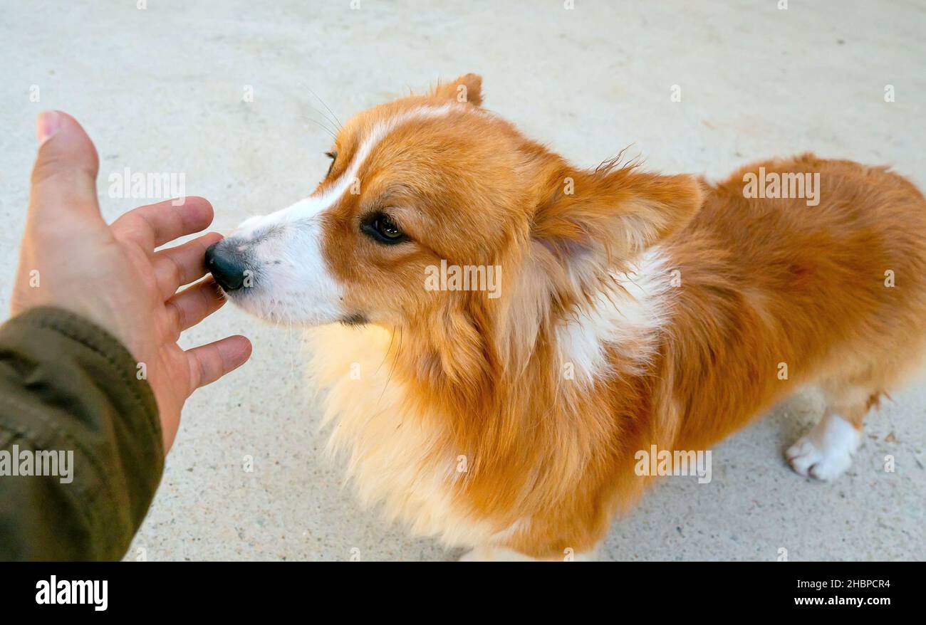 La mano umana carezzando il cane da pecora islandese è l'animale più fedele e più vicino agli esseri umani Foto Stock