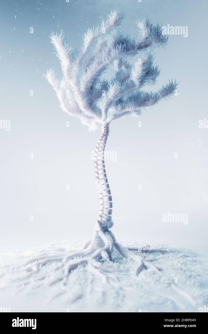 Vertebra spinale albero della vita Foto Stock