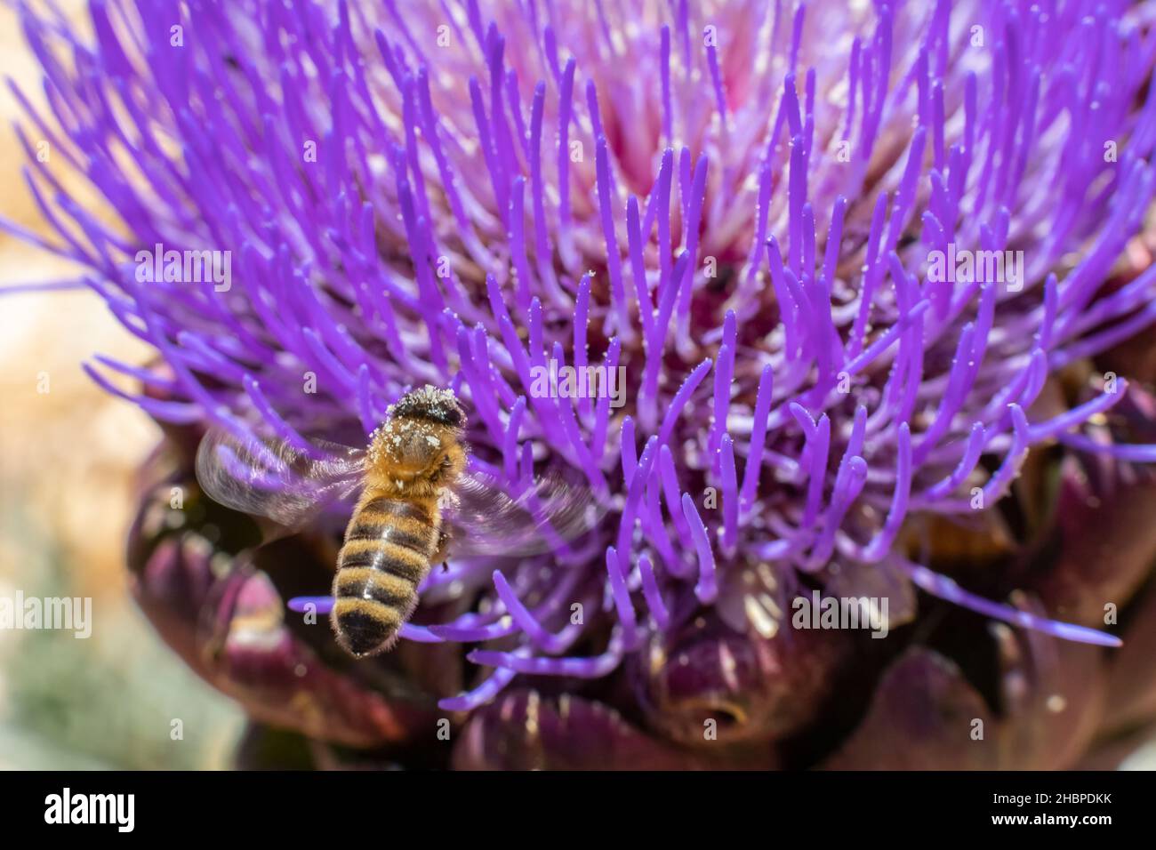 Un'ape si aggira su un fiore di carciofo viola. Foto Stock