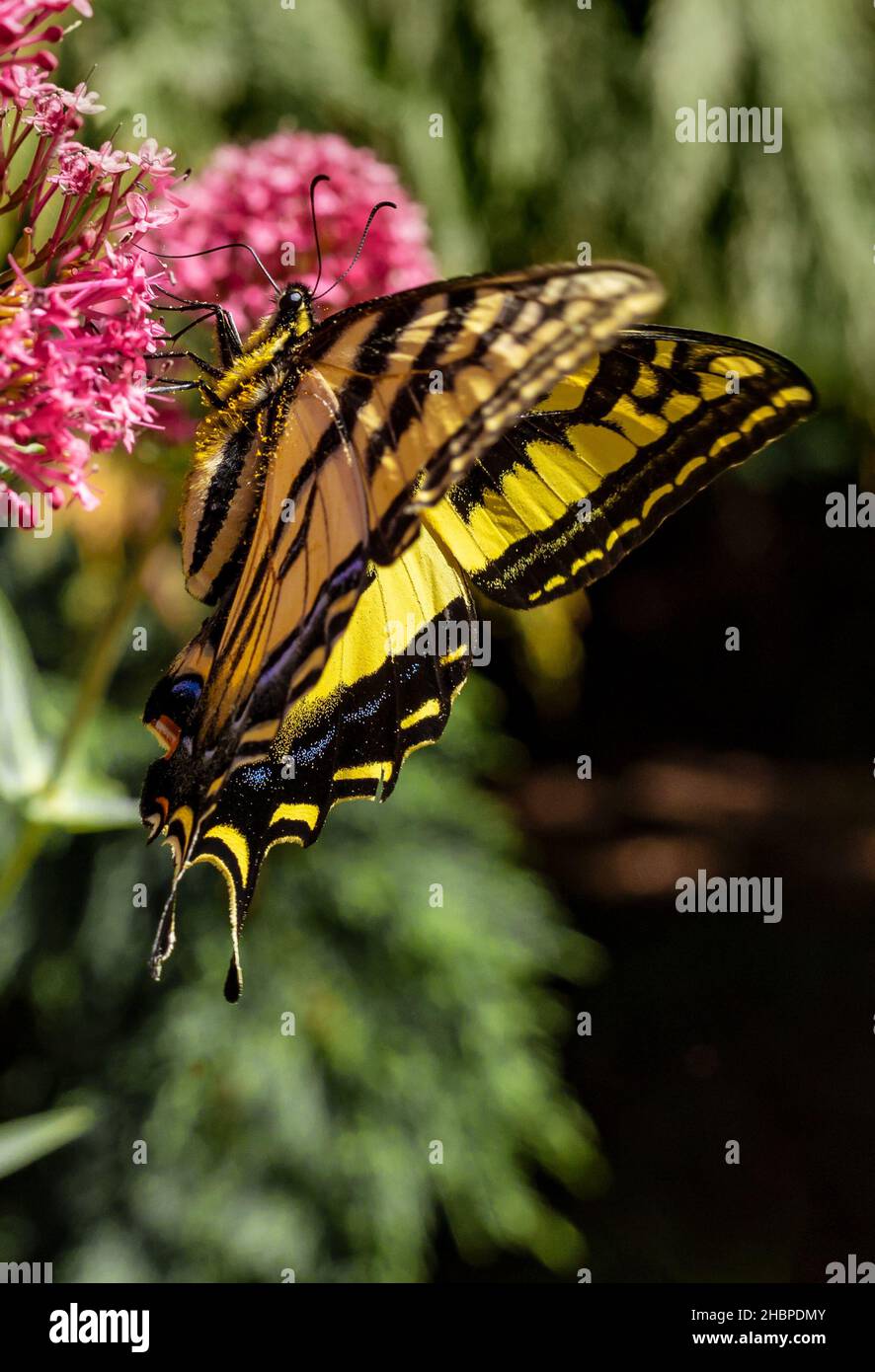 Un giallo, blu e nero motivi Oregon Swallowtail Butterfly si nutre di fiori rosa. Foto Stock