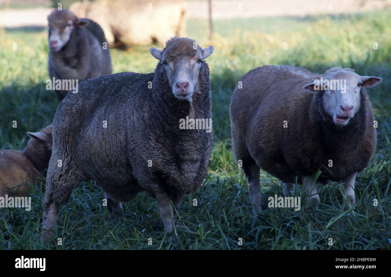 PECORE IN PADDOCK SU TERRENI AGRICOLI NEL NUOVO GALLES DEL SUD, AUSTRALIA. Foto Stock