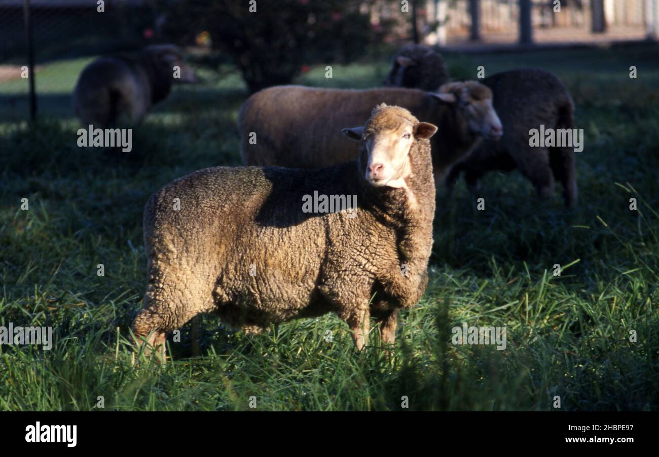 PECORE IN PADDOCK SU TERRENI AGRICOLI NEL NUOVO GALLES DEL SUD, AUSTRALIA. Foto Stock