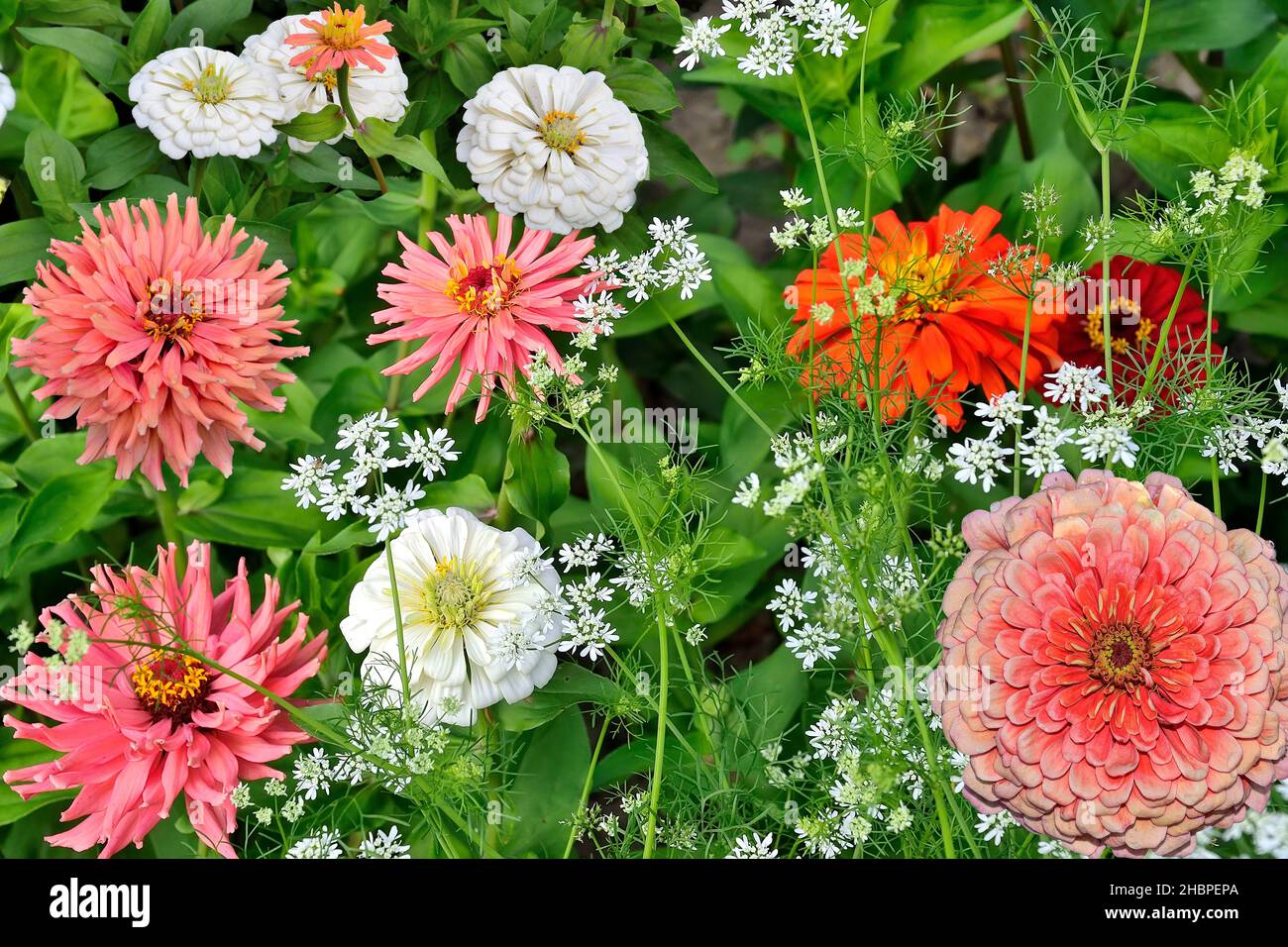 Delicati fiori di zinnia bianchi e rosa o di salmone su aiuole. Estate delicato sfondo floreale con zinnie in fiore su verde sfocato lea Foto Stock