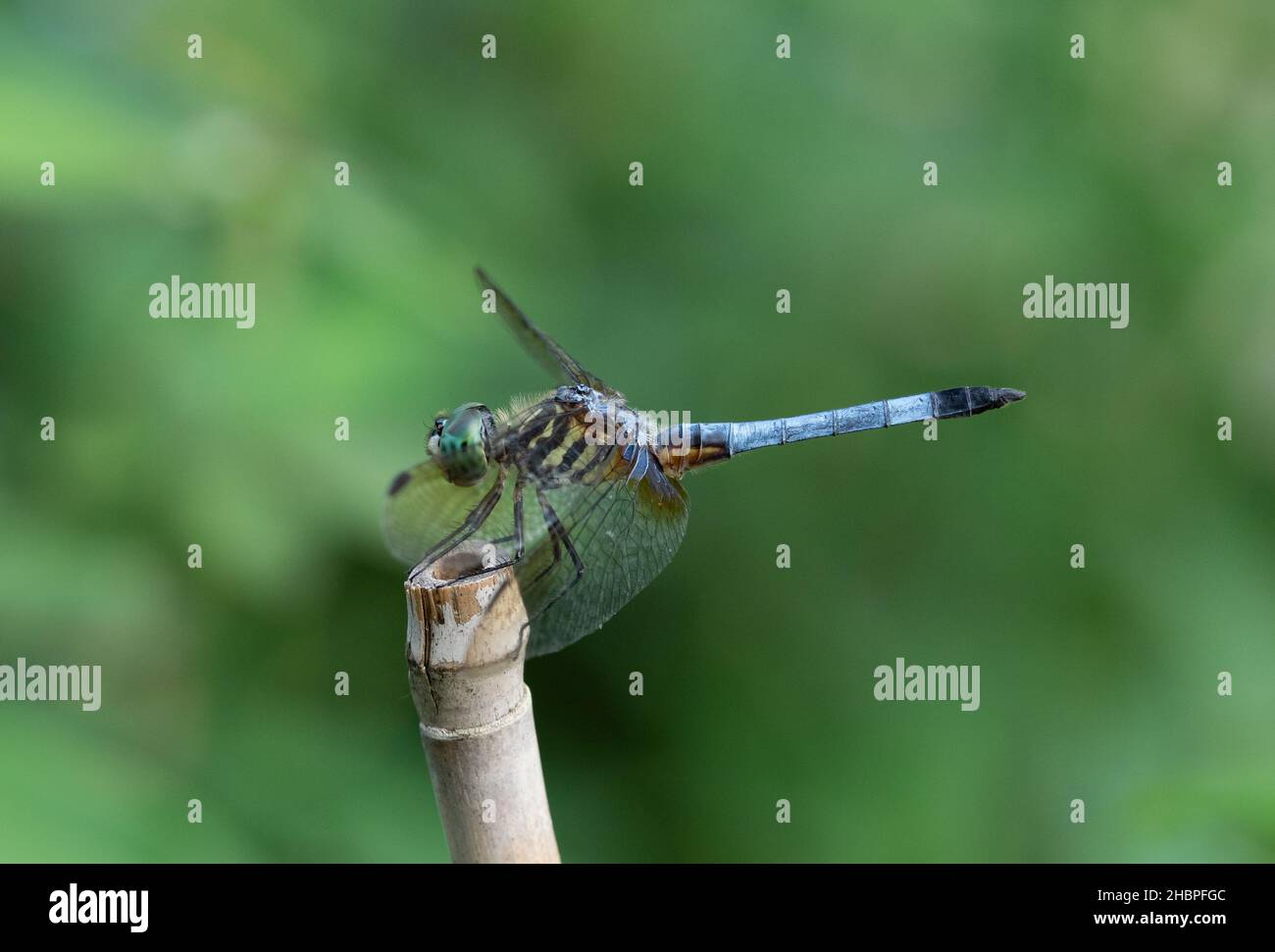 Blue Dasher Dragonfly in profilo appollaiato su un palo di bambù con il verde sullo sfondo. Profondità di campo poco profonda. Foto Stock