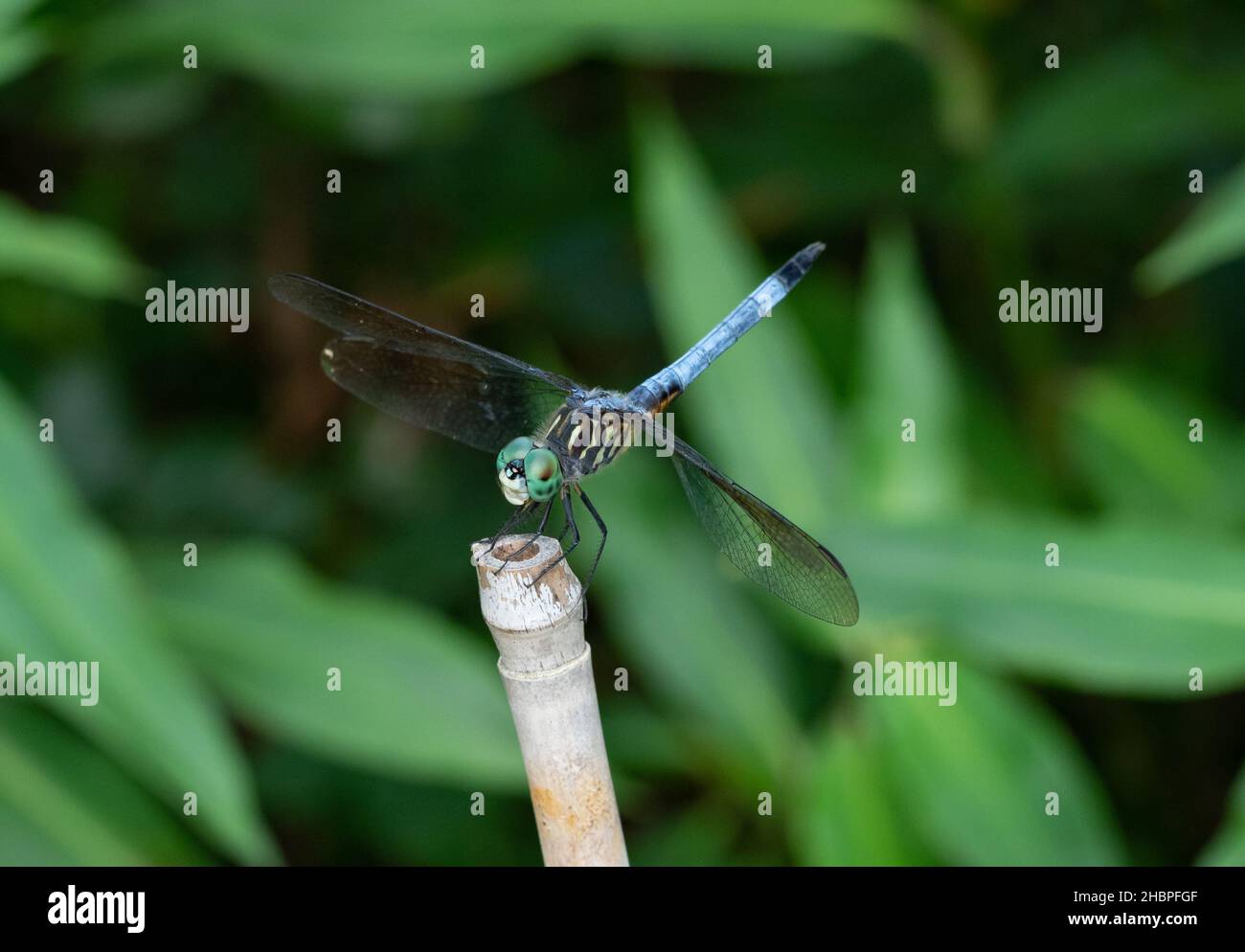Blue Dasher Dragonfly in piedi su un palo di bambù con foglie verdi sullo sfondo. Fotografato dall'alto con una profondità di campo poco profonda. Foto Stock