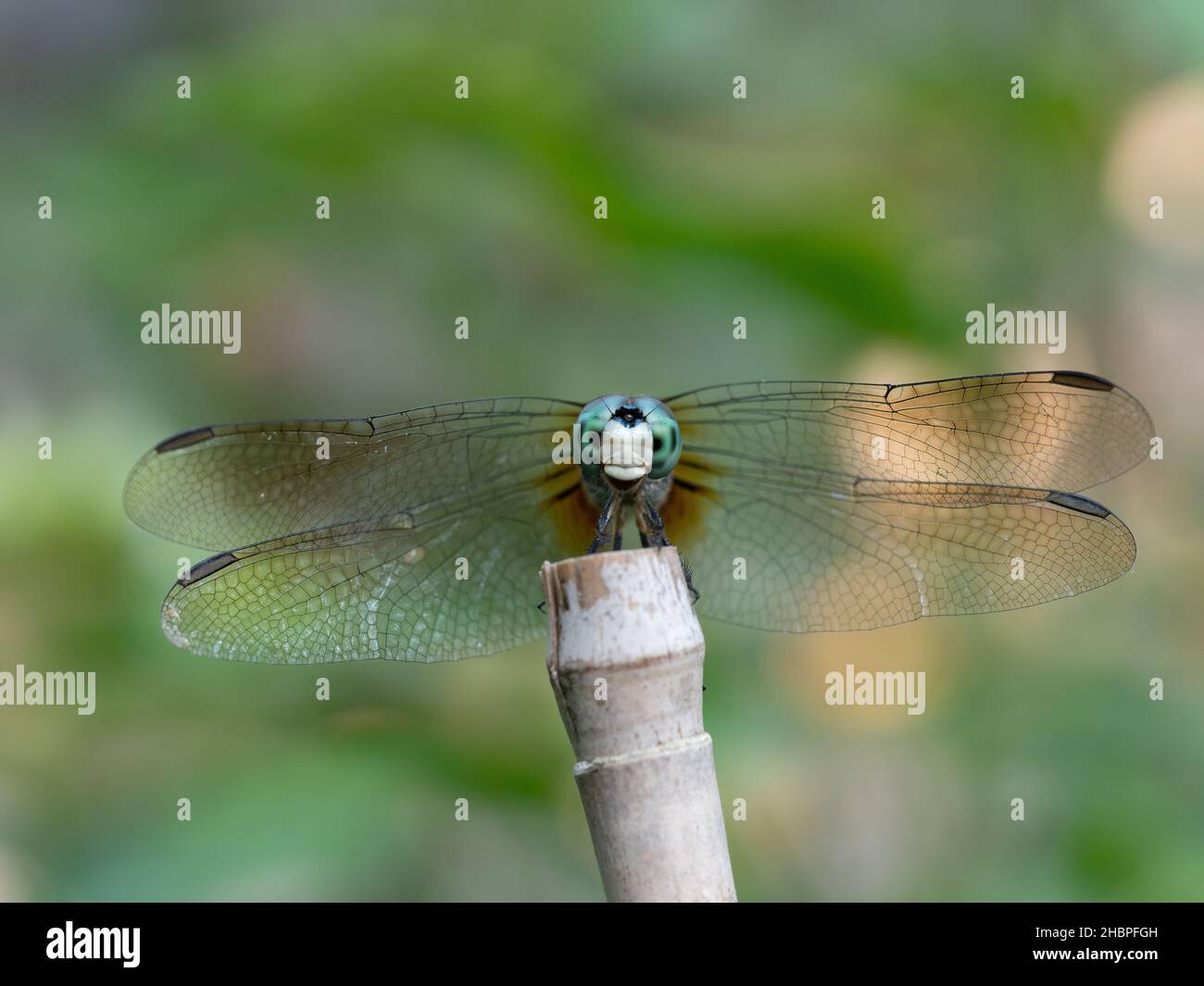 Primo piano della testa e trasparente avanti e le ali posteriori di un Dasher Dragonfly blu arroccato su un palo di bambù resistente agli agenti atmosferici. Profondità di campo poco profonda. Foto Stock