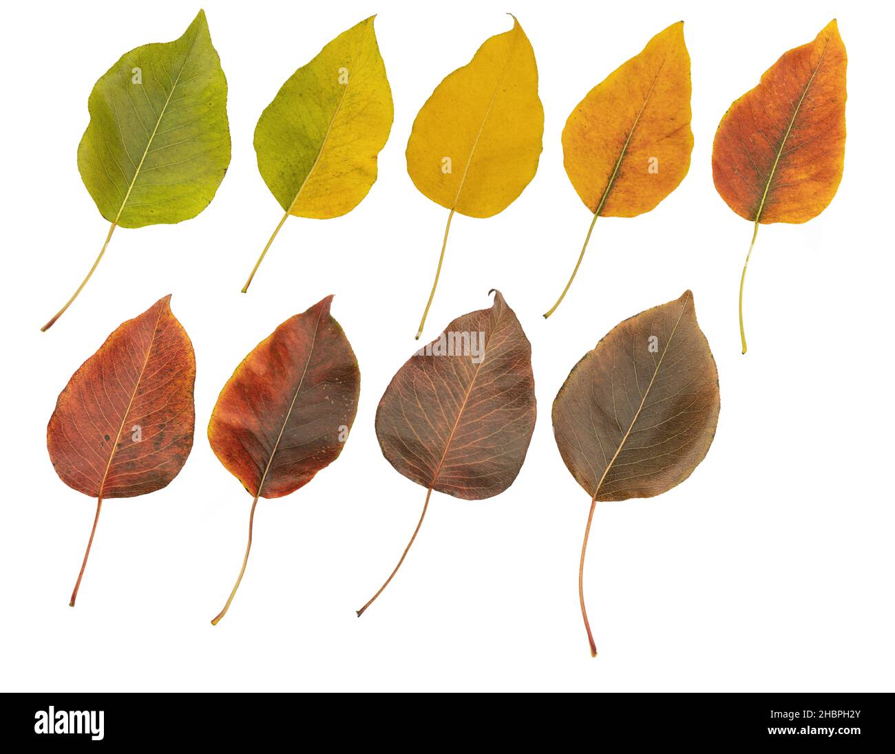 Set di foglie autunnali di diversi colori di alberi da frutto isolato bianco. Foto Stock