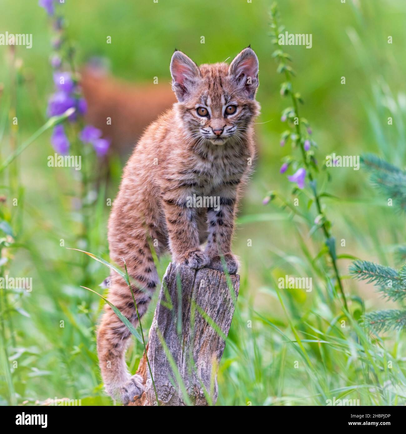 Madre selvaggia di Bobcat con tre piccoli gattini che vivono nel cortile sovra cresciuto di una casa abbandonata. Foto Stock