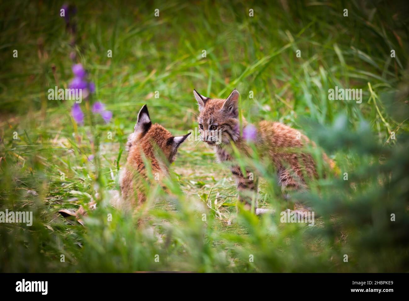 Madre selvaggia di Bobcat con tre piccoli gattini che vivono nel cortile sovra cresciuto di una casa abbandonata. Foto Stock