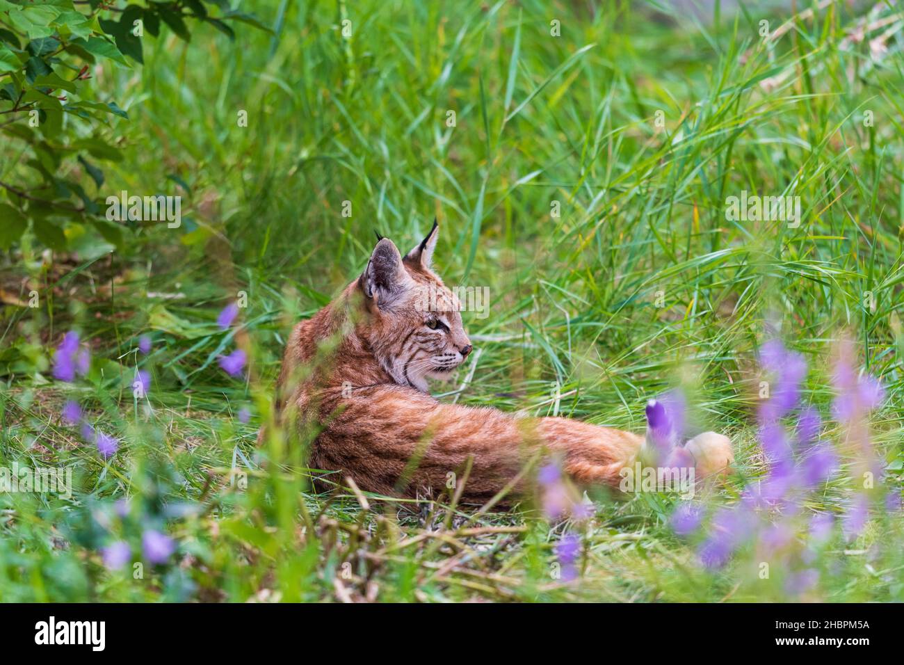 Madre selvaggia di Bobcat con tre piccoli gattini che vivono nel cortile sovra cresciuto di una casa abbandonata. Foto Stock