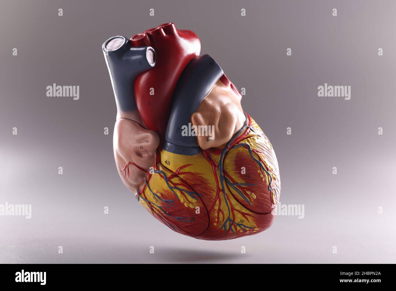 Cuore umano, modello medico anatomico galleggiante in aria su sfondo grigio Foto Stock