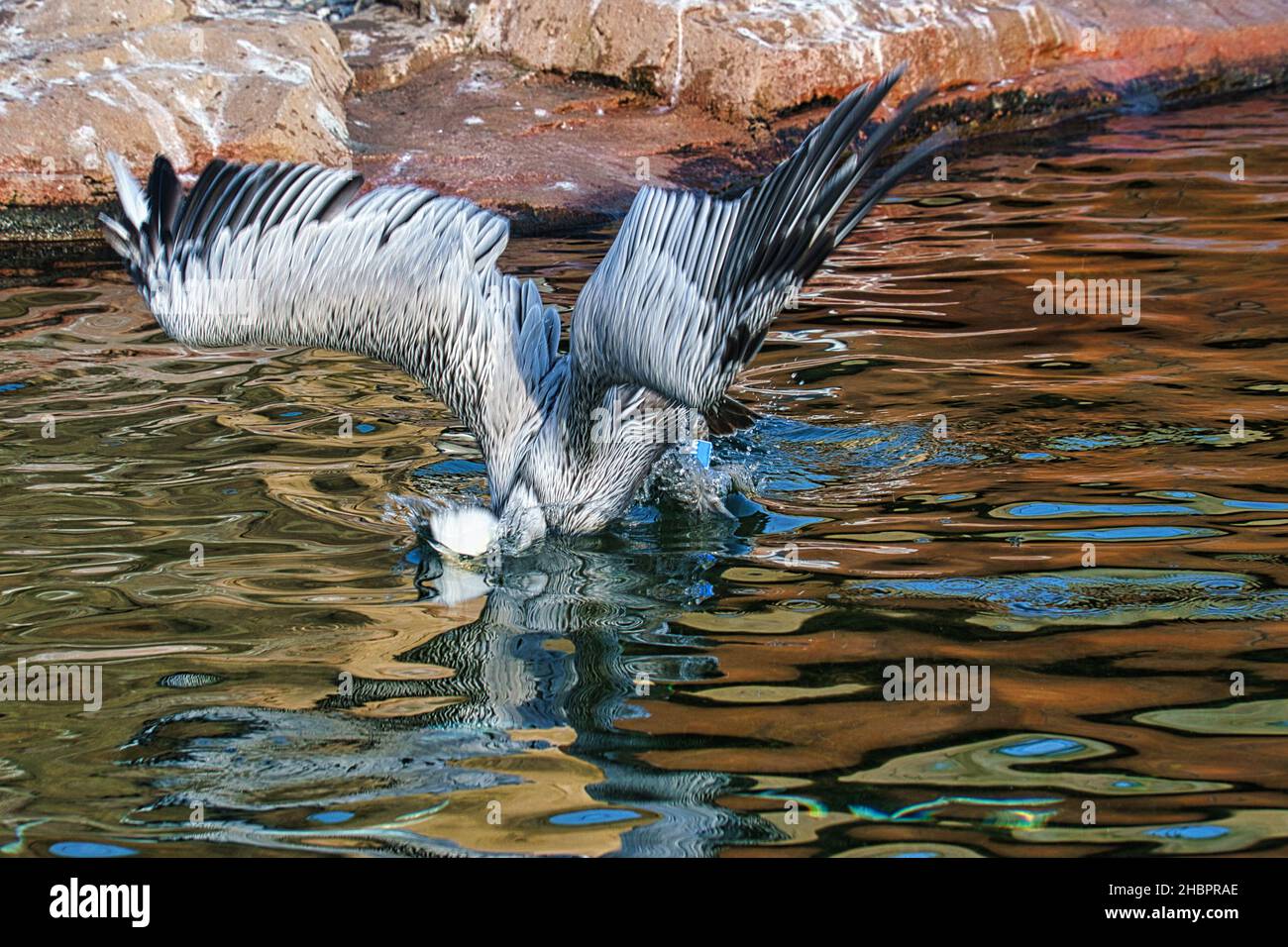 pelican sull'acqua presa mentre diving. grande sciabola con piumaggio riccamente testurizzato. Uccello in ritratto. Foto Stock