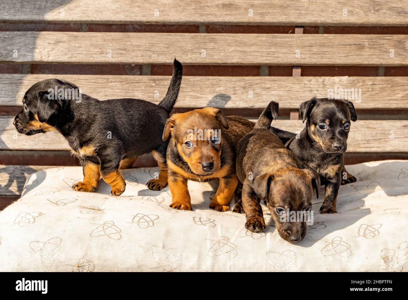 Quattro cuccioli Jack Russell marrone di un mese in piedi su una panca da giardino. Fuori al sole per la prima volta. Temi animali, fuoco selettivo Foto Stock