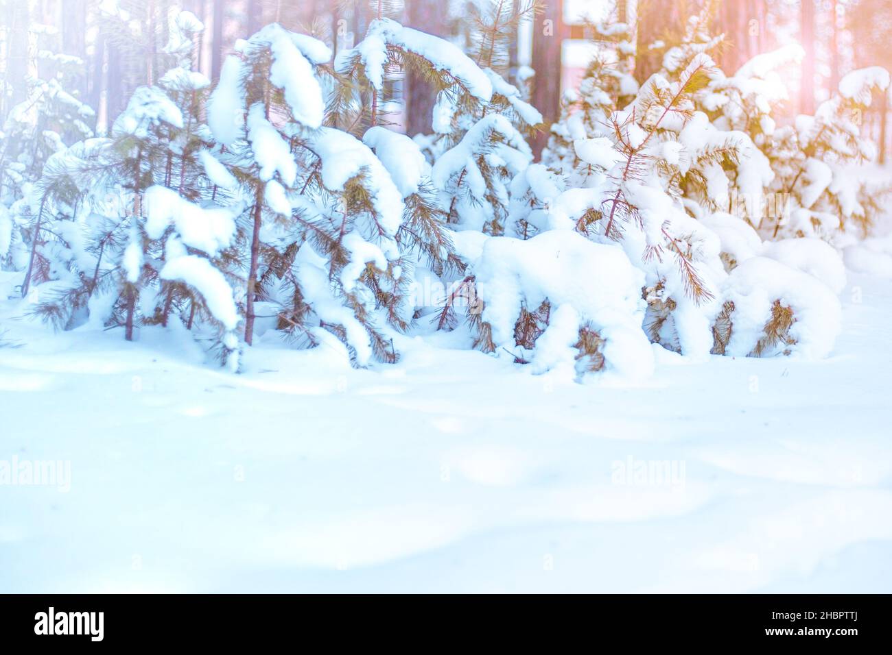 paesaggio invernale nella foresta di pini in neve bianca, il sole splende sulla destra, Foto Stock