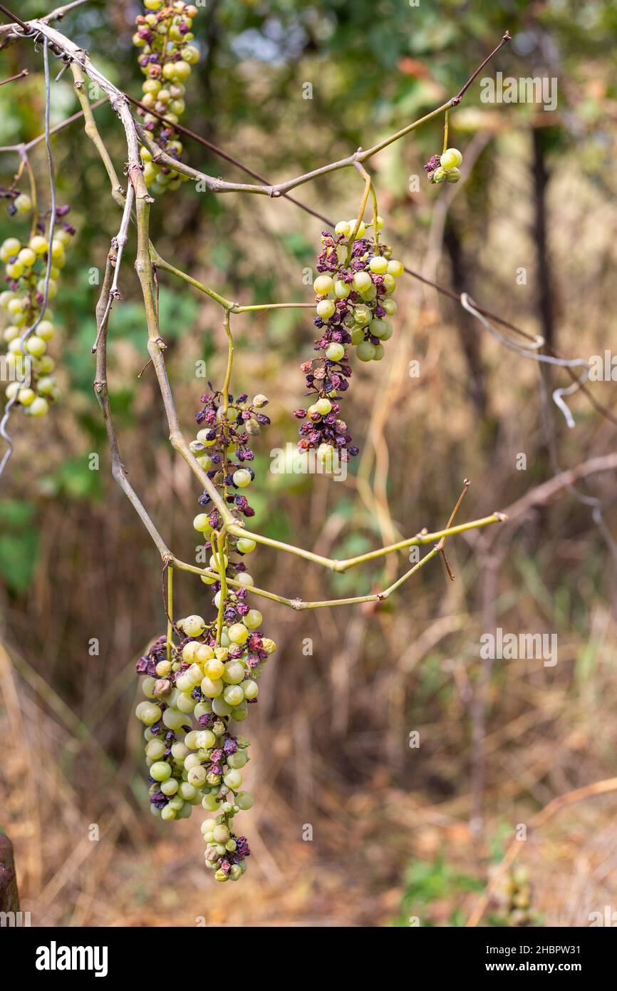 rami e foglie secche e frutti della vigna colpiti da parassiti del giardino Foto Stock
