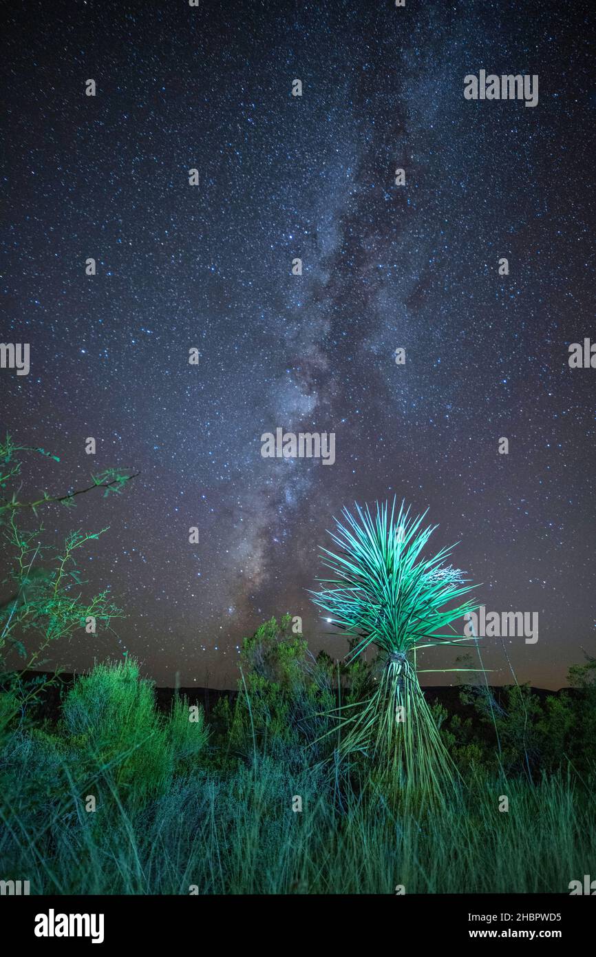 USA, Texas occidentale, Texas Big Big Big National Park, Grapevine Hills, Mountain agave e Via Lattea *** Local Caption *** USA, Texas occidentale, Texas Big Big Nati Foto Stock
