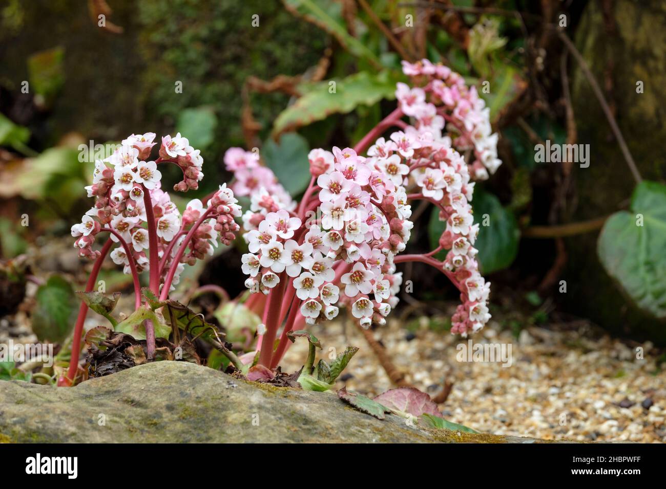 Bergenia ciliata, Bergenia ligulata frange le orecchie di elefante, sempreverdi foglie perenni tinged rosso inizio stagione, fiori bianchi che invecchiano a rosa. Foto Stock